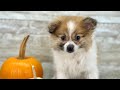 Pomeranian dogs for sale: Girl Rosie - 8549 - Video 1