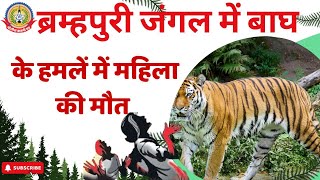 🔴Live News : ब्रम्हपुरी जंगल में बाघ ने किया महिला पर हमला महिला की मौत ….