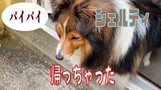 【シェルティ】帰っちゃった【フランス田舎暮らし🇫🇷】  #犬の散歩 #賢い犬 #犬のいる暮らし #シェルティ