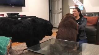 Newfoundland gets jealous of sibling being brushed