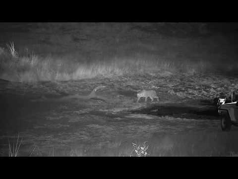 Djuma: Leopard-Tingana at the dam-Pt:2 - 19:53 - 05/17/19