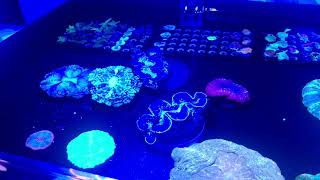 Salt Water Corals | Frag Fest | Home Job Success With Ally