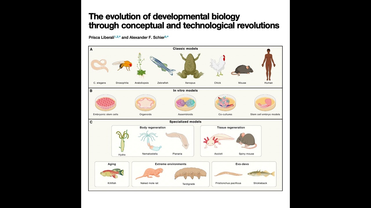 Unraveling Plant Morphogenesis: The Formation of Biological Fractals