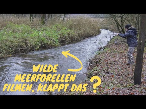 Meerforelle: Ein Blick unter die Oberfläche