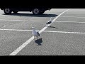 Seagull Looking For Foods At Parking Lot