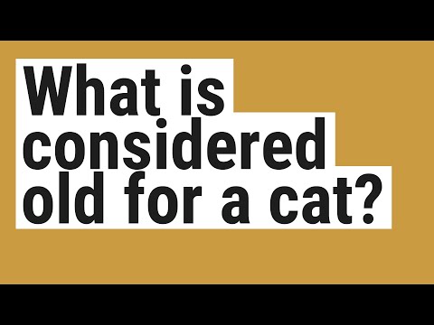 What is considered old for a cat?