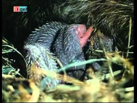 Igel - Tier der Heimat