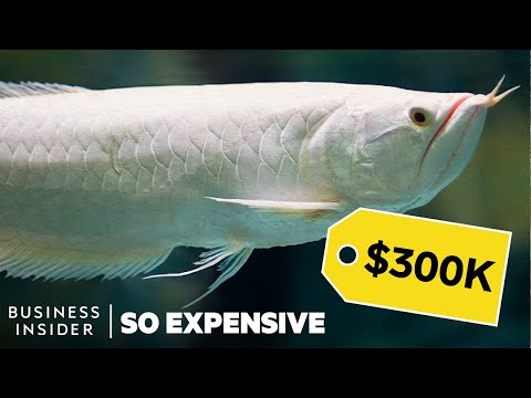 為什麼龍魚這麼貴｜為什麼龍魚這麼貴 (Why Dragon Fish Are So Expensive | So Expensive)