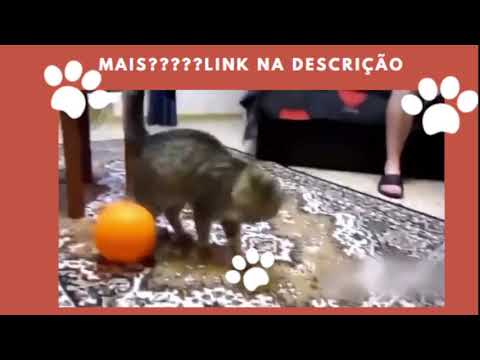 Gatos fofos 6 #short #shorts #viral impressionante gatos fofos gatos engraçados