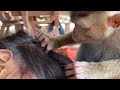 ASMR Monkey Grooming Monkey Grooming And Finding Lice