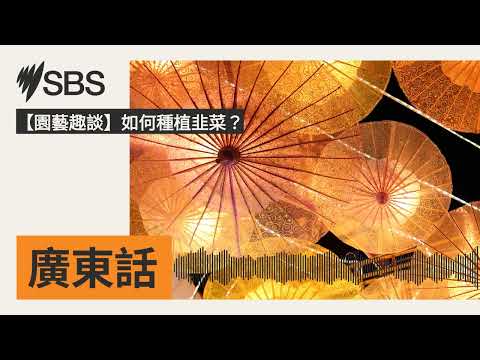 【園藝趣談】如何種植韭菜？ | SBS Cantonese - SBS廣東話節目