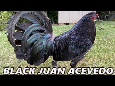 Kentucky Beautiful Black Birds - JUAN ACEVEDO FARM