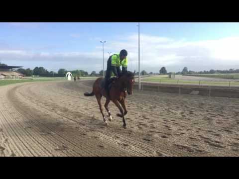 Eprouvez at the Matamata track  - Tuesday 29 November 2016