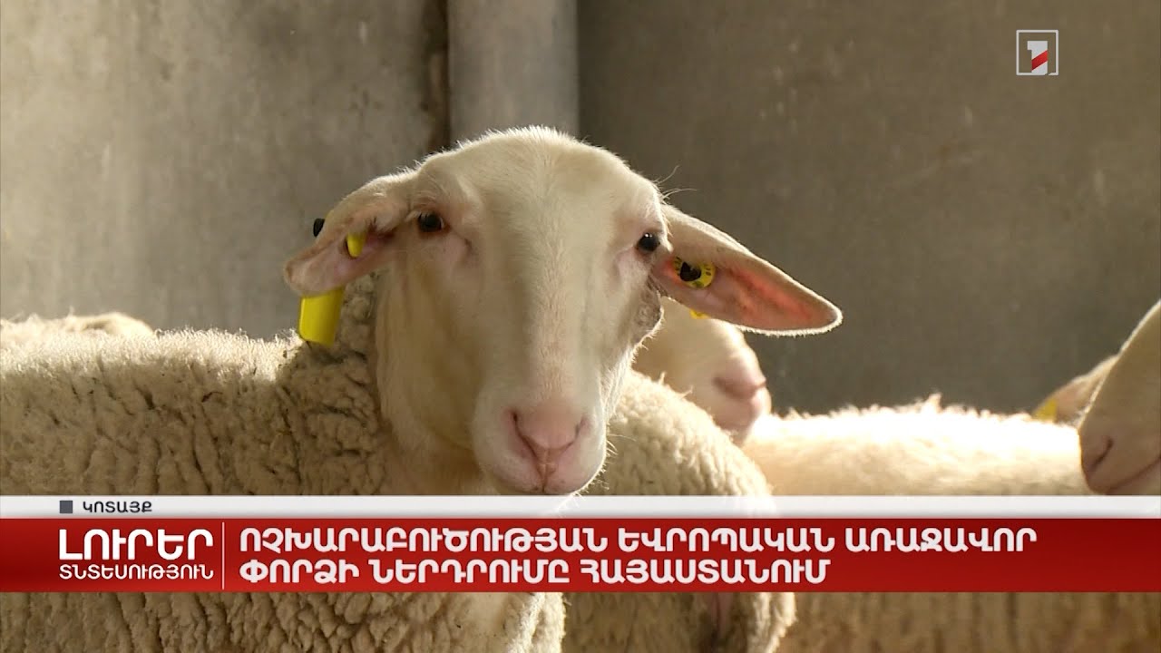 Ոչխարաբուծության եվրոպական առաջավոր փորձի ներդրումը Հայաստանում