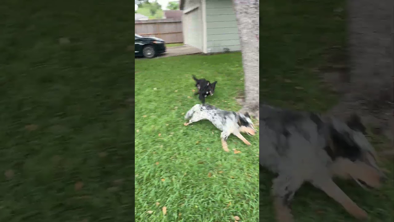 Enlarge Manny, a ADOPTABLE mixed breed in Houston, TX video 6/6