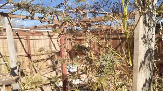 Odd &amp; Unusual Outdoor Cannabis Sativa Plant (Dr. Grinspoon ?)