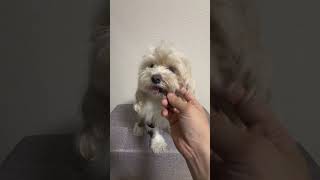 犬　ASMR
