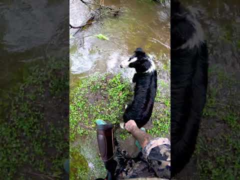 Ciervo AXIS en curuzu cuatia corrientes