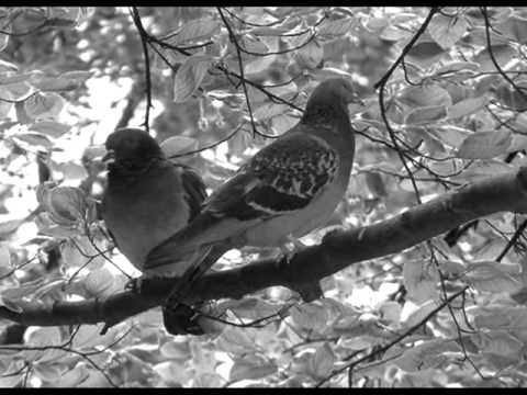 klapa Fort Opus - Spavaj mi , spavaj Anćice