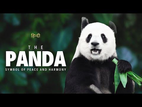 The Panda - Symbol of peace and harmony - [Hindi] - Infinity Stream