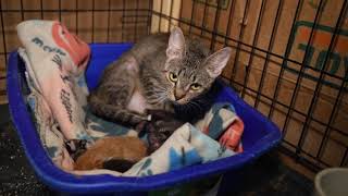 Nearly 200 cats rescued in large-scale alleged neglect situation in Texas