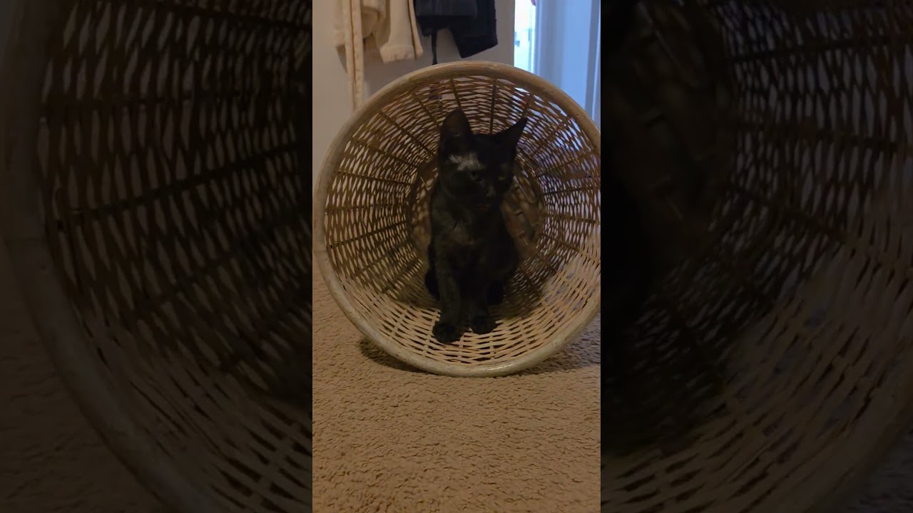 Julia, a ADOPTABLE Domestic Short Hair in Los Angeles, CA video 4/6