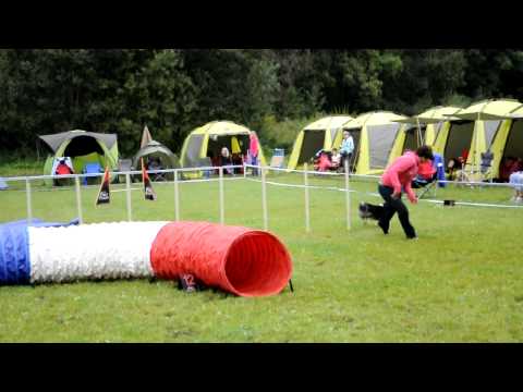 Biggi na agility, video