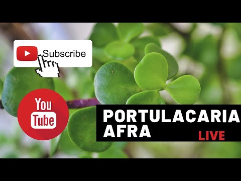 Dwarf jade bonsai demo