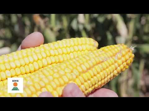 KWS hibridi KUKURZA za MEDALJU - U nasem ataru 933