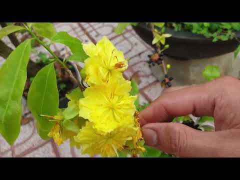 Chia Sẽ Cách Giải Độc Cho Cây Sử Dụng Phân Thuốc Quá Liều - 25.01 ÂL