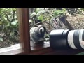 Curious Marmoset