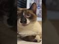 New Police Cat Sworn In at Belleville, WI Police Department | Spectrum News