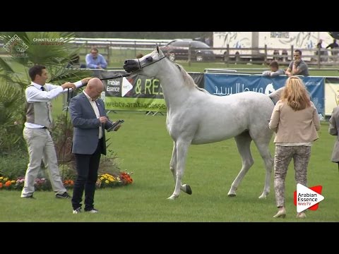 2nd - N.38 D NAWAL - Chantilly 2016 World Cup - Mares 4-5 years old (Class 4)