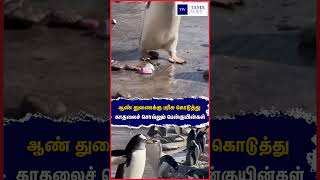 ஆண் துணைக்கு பரிசு கொடுத்து காதலைச் சொல்லும் பென்குயின்கள் #penguins #Edinburghzoo #Childrenzoo