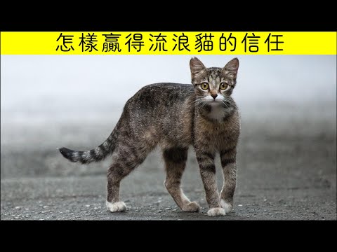 家貓看到野貓