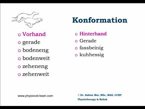 dog-ibox Webinar Dr. Sabine Mai "Bewegungstraining für Hunde jeden Alters" Vorschau