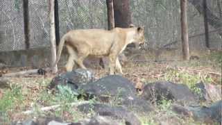preview picture of video 'Lioness at Arignar Anna Zoological Park, Chennai with Canon SX40HS'