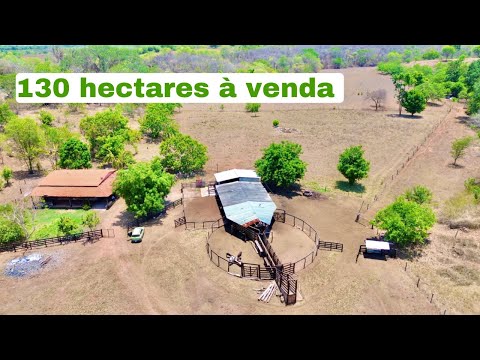 Ele diminuiu a produção de leite por questão de saúde. 130 hectares à venda em Catolândia Bahia