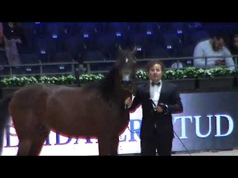Memories of Paris 2019 - World Championships - Part 14 - Championship - Yearling Male