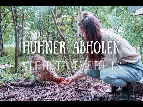 We pick up our chickens and the first days with us🐓