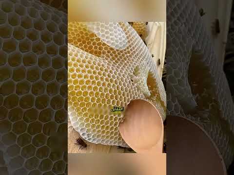 🐝 فتاة أنقذت ملكة نحل فغيّرت حياتها بالكامل! 🍯❤️ #النحل #قصص_ملهمة #عالم_الحيوانات