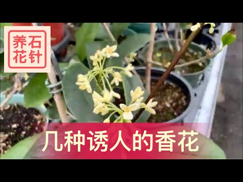 香花