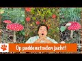 Wilde paddenstoelen zoeken in het bos | DierenpraatTV