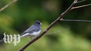 North America has lost nearly 30 percent of its bird population in the last 50 years