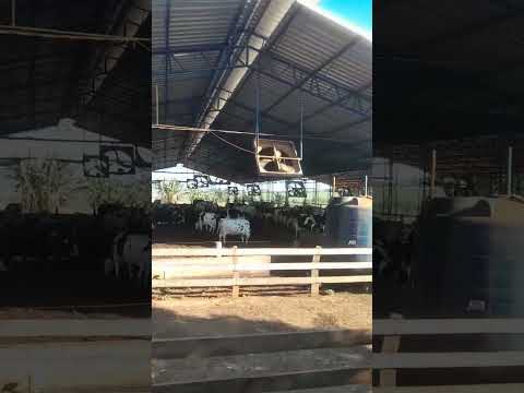 minha rotina no Agro na Fazenda Bananal em Lagoa Formosa Minas Gerais