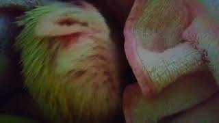 洗い立てのタオルでアンティング