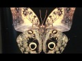 Osunlade - Butterfly