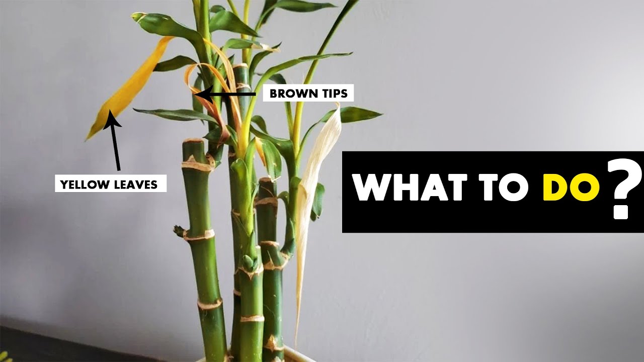 Do this to save your LUCKY BAMBOO plant leaves TURNING YELLOW