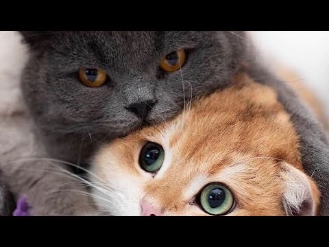 cat video - kitten video - baby cat - cat care #cat #catlover #kitten #cats #catvideos #catshorts 🐈😺