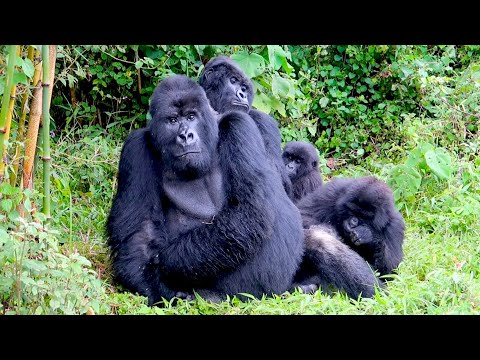 Gorilla trekking in Rwanda: epic & moving adventure!